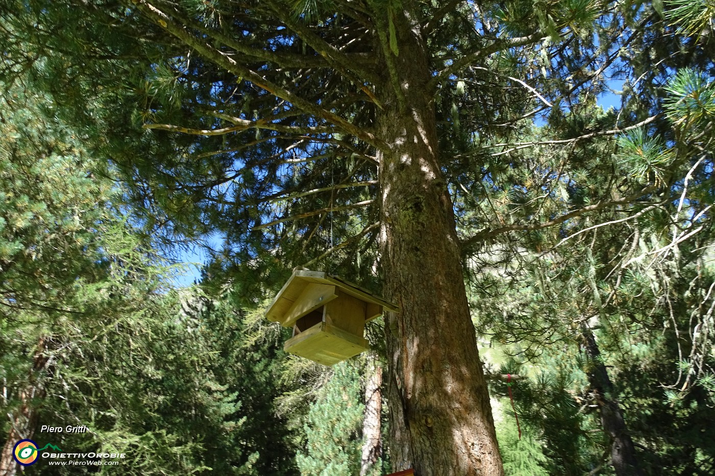 16 Siamo nel famoso 'Bosco delle Cince'.JPG